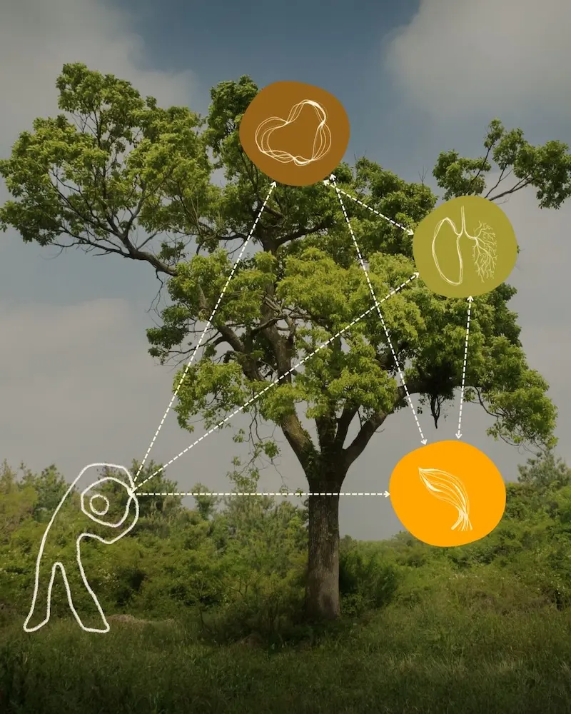 alt="An image of a tree and healthy plants with illustrations overlayed showing relationship between systems"