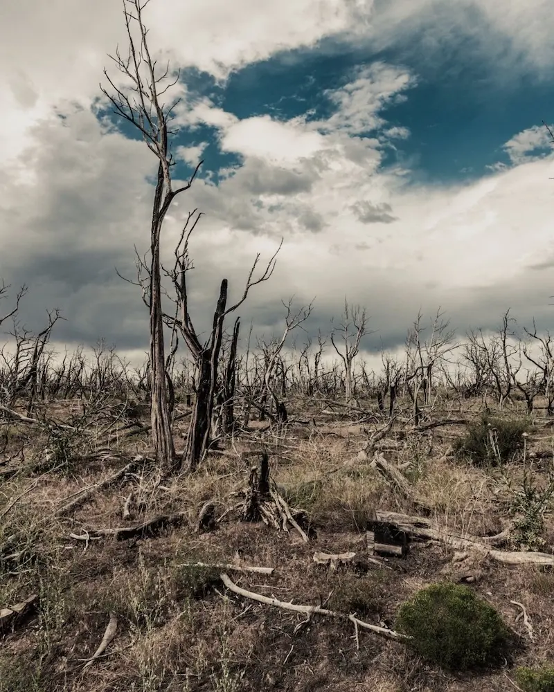 alt="An unhealthy landscape of dead trees"